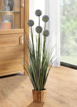 Allium-Gesteck im Topf