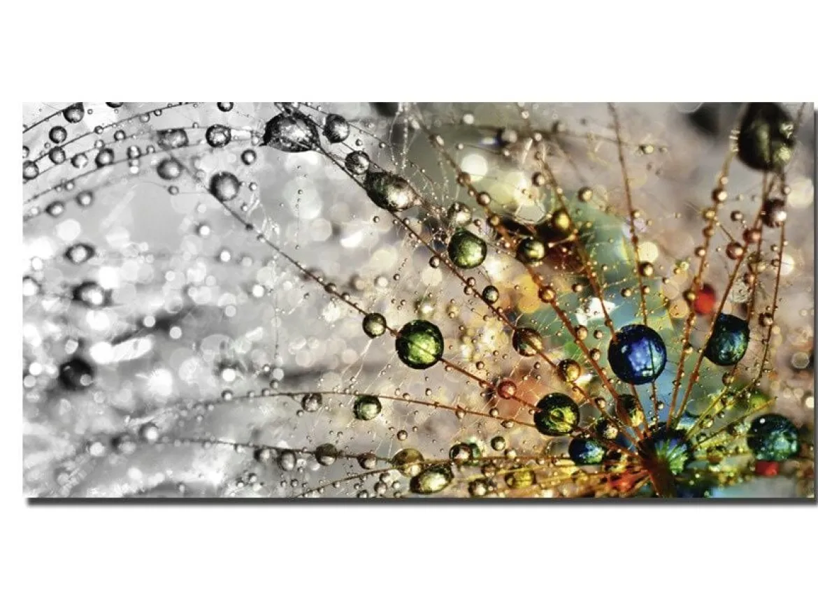 Bild Wassertropfen auf einer Pusteblume